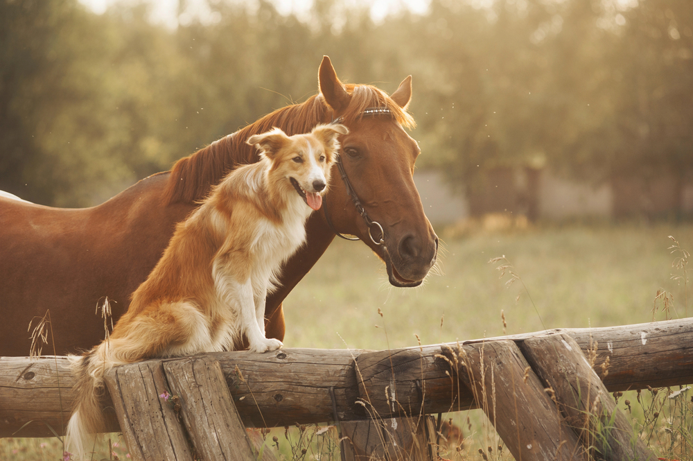 How Online Vets Help Pet Owners in Rural Areas with Limited Vet Access
